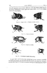 Charles Darwin - Lorigine dell'uomo e la scelta in rapporto col sesso - Torino 1888 (con 76 figure)