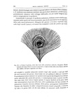 Charles Darwin - Lorigine dell'uomo e la scelta in rapporto col sesso - Torino 1888 (con 76 figure)