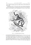 Charles Darwin - Lorigine dell'uomo e la scelta in rapporto col sesso - Torino 1888 (con 76 figure)