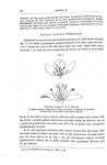 Darwin - Le diverse forme dei fiori in piante della stessa specie - 1884 (prima edizione italiana)