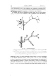 Charles Darwin - I movimenti e le abitudini delle piante rampicanti - 1878 (prima edizione italiana)