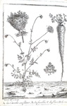 Le propriet della carota: Ami Felix Bridault - Traite sur la carotte - 1802 (rara prima edizione)