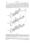 Darwin - Le diverse forme dei fiori in piante della stessa specie - 1884 (prima edizione italiana)