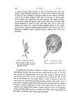 Charles Darwin - Le piante insettivore - Torino, Utet 1878 (prima edizione italiana)