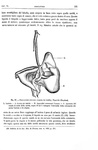 Charles Darwin - Sulle orchidee fecondate dagli insetti - Torino, Ute 1883 (prima edizione italiana)