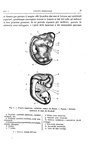 Charles Darwin - Lorigine dell'uomo e la scelta in rapporto col sesso - Torino 1888 (con 76 figure)