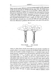 Darwin - Le diverse forme dei fiori in piante della stessa specie - 1884 (prima edizione italiana)